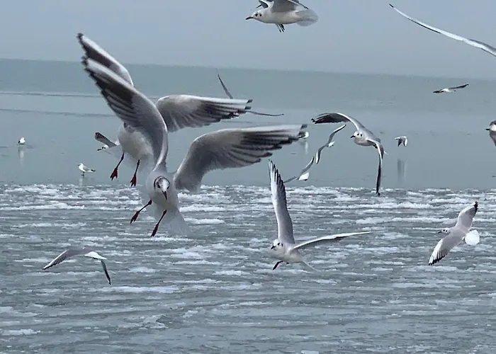 Varhegy Vendeghaz Fonyód